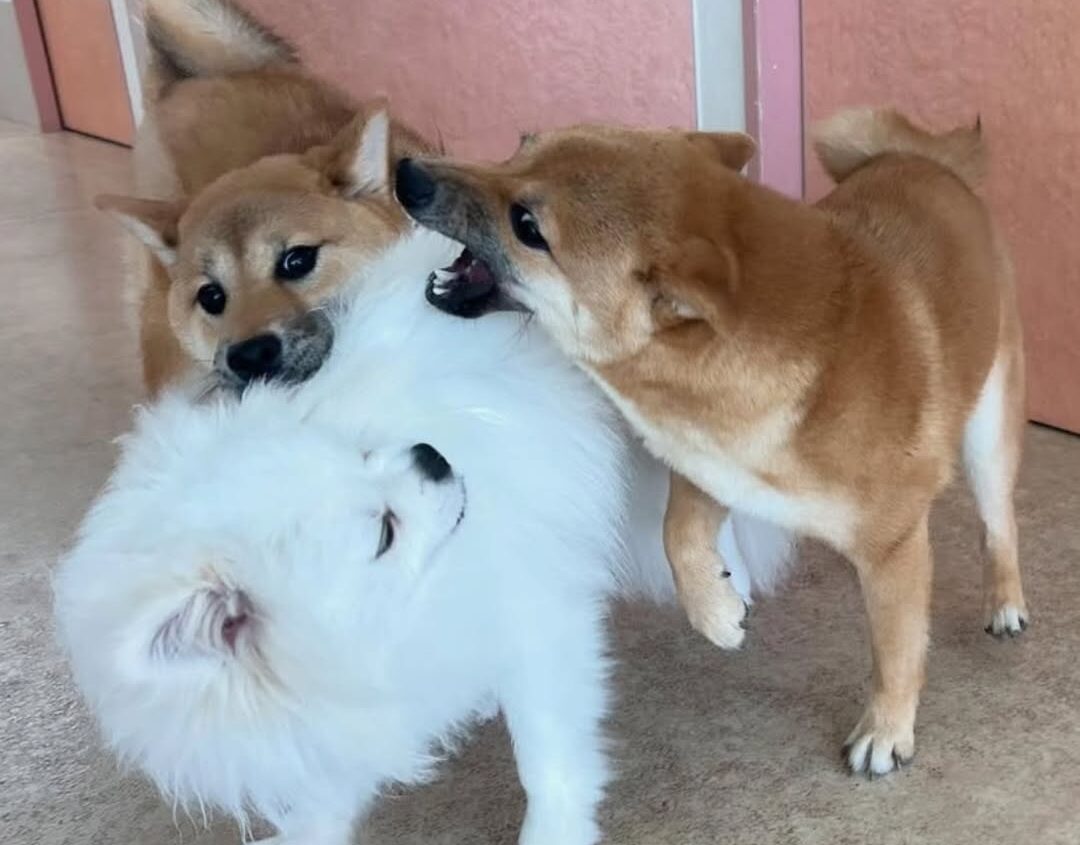 看護師　キャリア