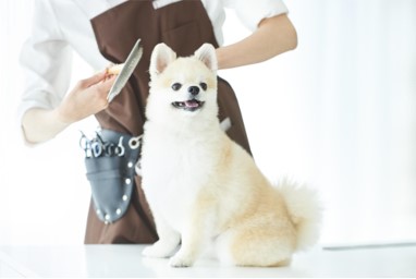 トリミング中の犬