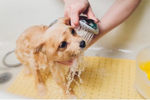 シャワー中の犬