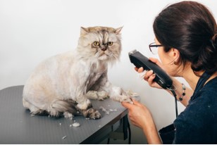 トリミング中の猫